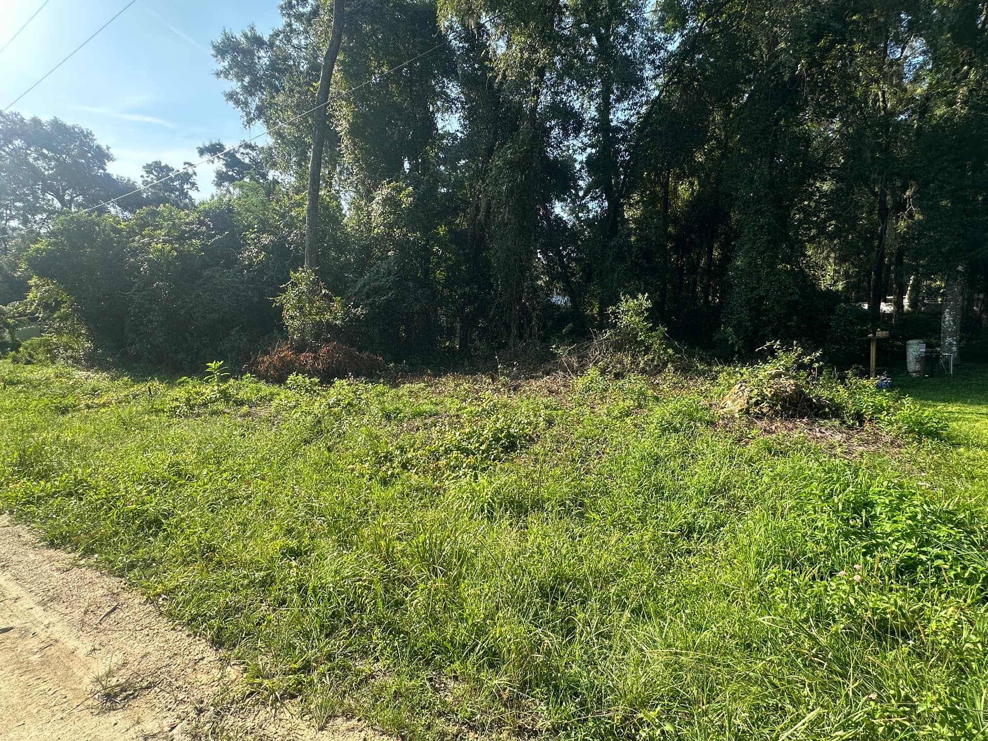 Before site cleanup & root raking in Marion County, FL