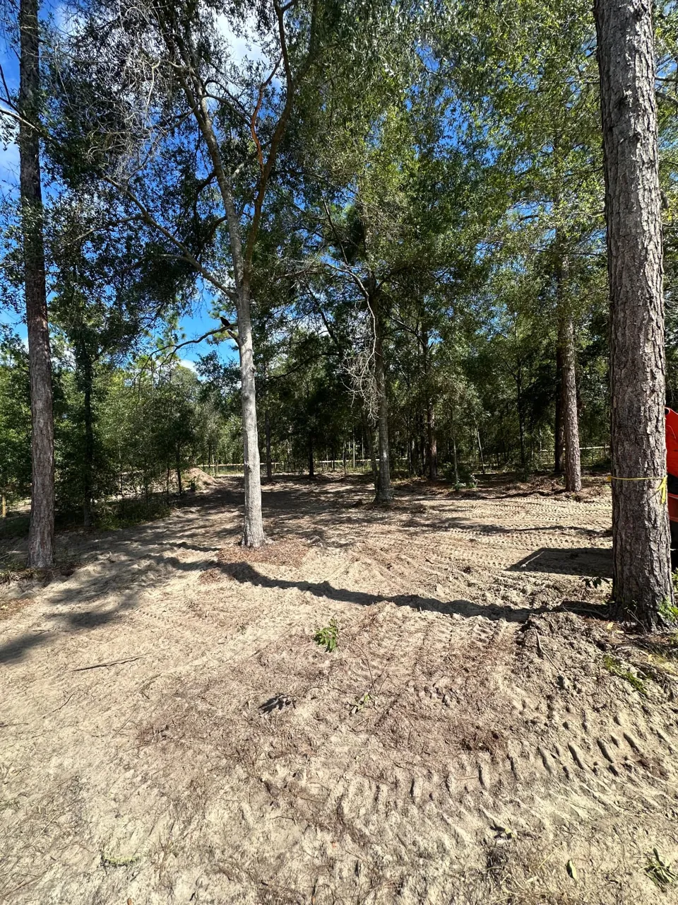 Underbrush-cleared ground and equipment tracks between existing trees