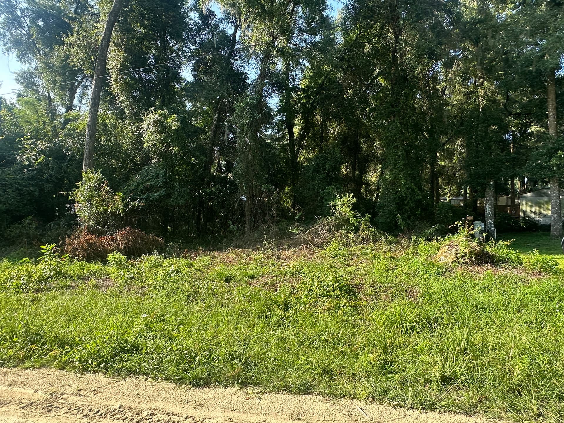 Before brush & overgrowth cleanup in Marion County, FL