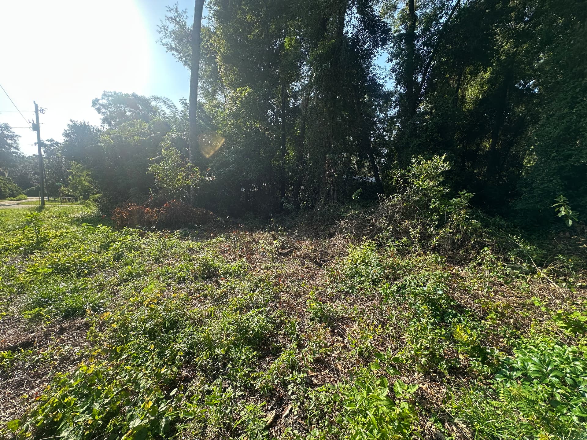 Before cleared & graded work area in Marion County, FL